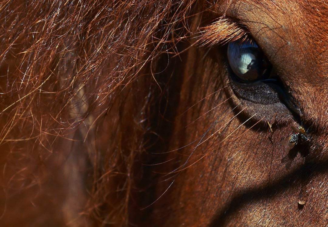 horse-3183756_1920